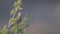 Variable Sunbird on Tree Branch