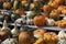 Variation of autumn pumpkins close up outdoors