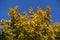 Varicolored autumnal foliage of maple against the sky