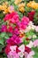 Varicolored bougainvillea paper flowers