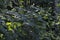 Varicolored linden leaves. Linden branch with green linden leaf, selective focus. Colorful linden leaves in beautiful light.