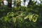 Varicolored linden leaves. Linden branch with green linden leaf, selective focus. Colorful linden leaves in beautiful light.