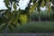 Varicolored linden leaves. Linden branch with green linden leaf, selective focus. Colorful linden leaves in beautiful light.