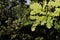 Varicolored oak leaves. Oak branch with green oak leaf, selective focus. Colorful oak leaves in beautiful light. Spring leaves