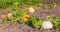 Varicolored pumpkins growing on the field in morning