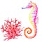 Varicolored seahorse and red coral, hand drawn watercolor