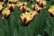 Varicolored tulip flowers field