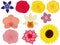 Varicoloured bright flowers collection vector illustration