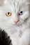 Varicoloured eyes white cat