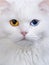 Varicoloured eyes white cat