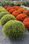 Varied assortment of colorful Fall Hardy Mums and potted plants on display at market