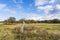 The varied dune area of â€‹â€‹the Amsterdamse Waterleidingduinen with trees in the background and a dead tree stump in the