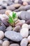 Varied pebbles with little green succulent angle view