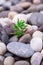 Varied pebbles with little green succulent angle view
