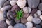 Varied pebbles with little green succulent top view