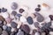 Varied pebbles on white background top view texture