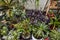 Varied plants on a terrace of an urban