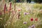 varied textures of grasses and flowers in a meadow