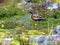 Varied Thrush in Alpine Meadow