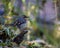 Varied thrush bird perched on a branch.