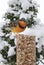 A Varied Thrush Ixoreus naevius on Seed Cake