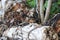 varied thrush (Ixoreus naevius) vancouver island canada