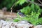 varied thrush (Ixoreus naevius) vancouver island canada