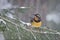 Varied thrush looks to the side