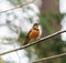 Varied thrush resting in forest