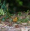 Varied thrush resting in forest