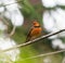 Varied thrush resting in forest