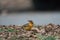 Varied thrush resting in forest