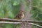 Varied thrush resting in forest