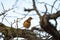 Varied thrush resting in forest