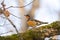 Varied thrush resting in forest