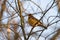 Varied thrush resting in forest