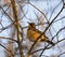 Varied thrush resting in forest