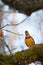 Varied thrush resting in forest