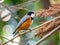 Varied tit on a branch in a Japanese forest