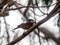 Varied tit perched on a branch 1