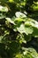Variegata leaves of Polyscias Balfouriana