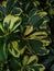 Variegata plants with green and yellow colors