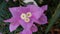 Variegata purple paper flowers refer to a type of paper flower that has purple leaves with a variegata pattern