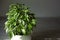 Variegate foliage of ficus Benjamin in a round pot close-up. Growing potted house plants, green home decor, care and cultivation