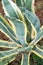 variegated agave