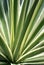 Variegated Agave Americana Cactus