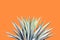 Variegated Agave Plant on Colorful Orange Background