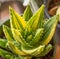 Variegated aloe nobilis