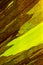 Variegated banana leaf for background