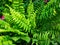 Variegated Boston tiger fern plant closeup